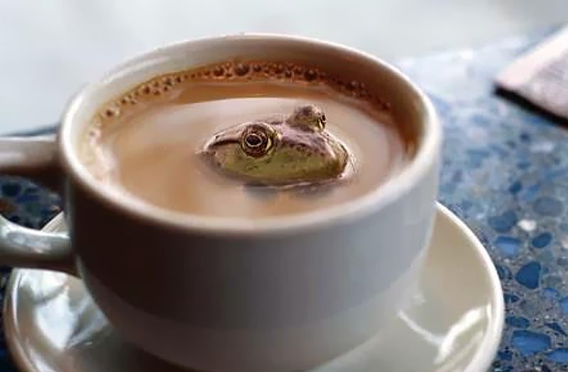 Coffee Frog